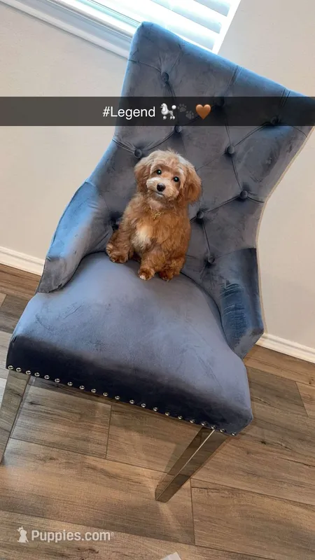 Legend  – Maltipoo puppy for sale in Castroville, TX