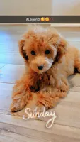Legend , a male Maltipoo for sale in Castroville, TX – 2 of 4