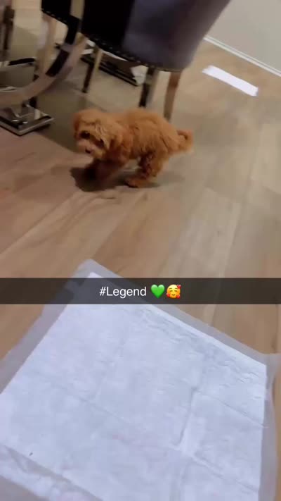 Legend , a male Maltipoo for sale in Castroville, TX – 4 of 4