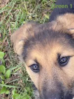 Green Collar, a female German Shepherd Dog for sale in Rollingstone, MN – 2 of 5