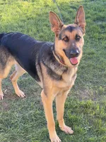 Green Collar, a female German Shepherd Dog for sale in Rollingstone, MN – 3 of 5