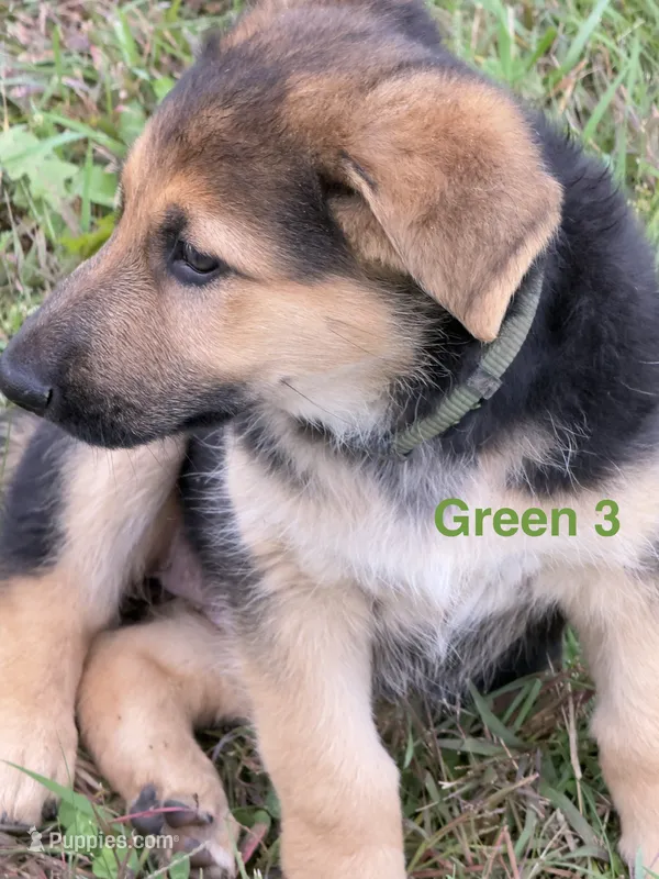 Green Collar – German Shepherd Dog puppy for sale in Rollingstone, MN