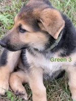 Green Collar, a female German Shepherd Dog for sale in Rollingstone, MN – 1 of 5