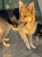 Green Collar, a female German Shepherd Dog for sale in Rollingstone, MN – 4 of 5