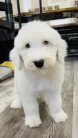 Angel , a female Sheepadoodle for sale in Sykesville, MD – 4 of 9