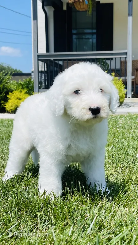 Angel  – Sheepadoodle puppy for sale in Sykesville, MD