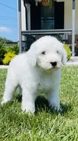 Angel , a female Sheepadoodle for sale in Sykesville, MD – 5 of 9