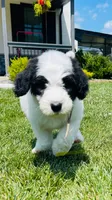 Cookie, a female Sheepadoodle for sale in Sykesville, MD – 4 of 10