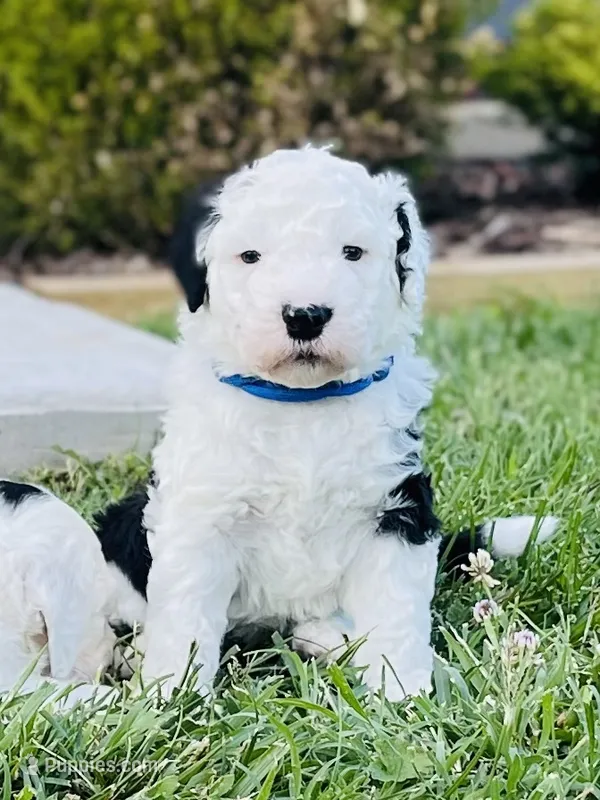 Shadow – Sheepadoodle puppy for sale in Sykesville, MD