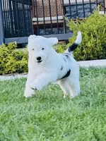 Lilly , a female Sheepadoodle for sale in Sykesville, MD – 2 of 9