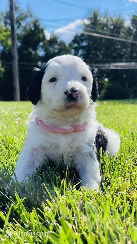 Minnie – Sheepadoodle puppy for sale in Sykesville, MD