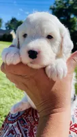 Lilly , a female Sheepadoodle for sale in Sykesville, MD – 2 of 5