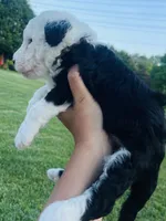 Billy , a male Sheepadoodle for sale in Sykesville, MD – 4 of 4