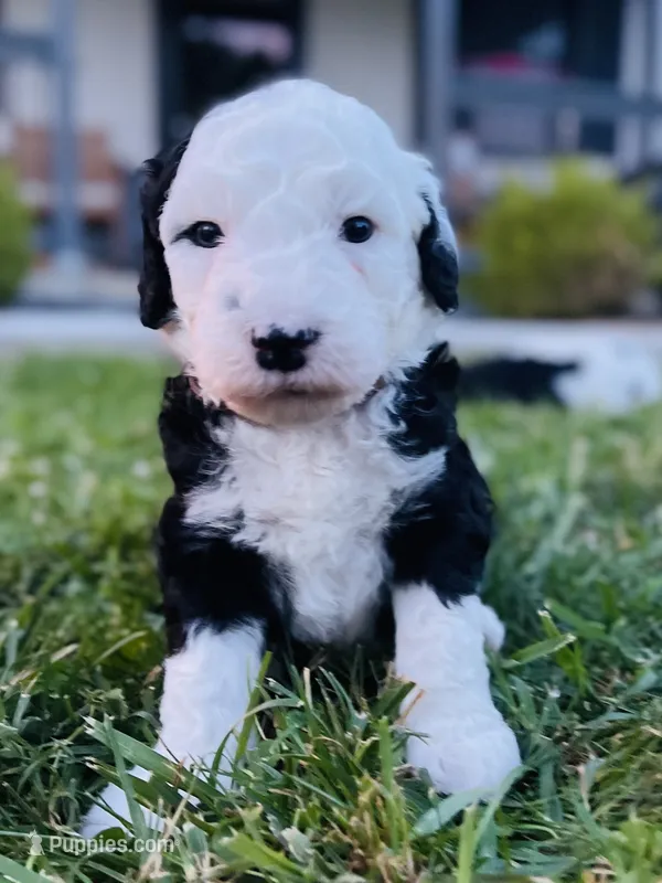 Billy  – Sheepadoodle puppy for sale in Sykesville, MD