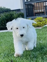 Lilly , a female Sheepadoodle for sale in Sykesville, MD – 3 of 9