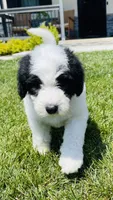 Cookie, a female Sheepadoodle for sale in Sykesville, MD – 6 of 10