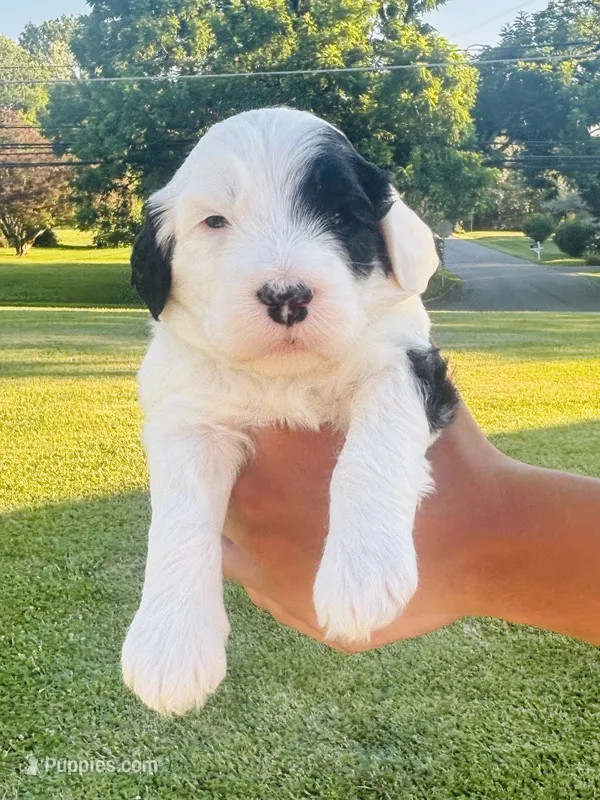 Bandit  – Sheepadoodle puppy for sale in Sykesville, MD