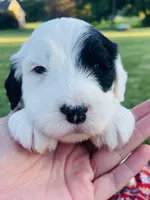 Bandit , a male Sheepadoodle for sale in Sykesville, MD – 2 of 7