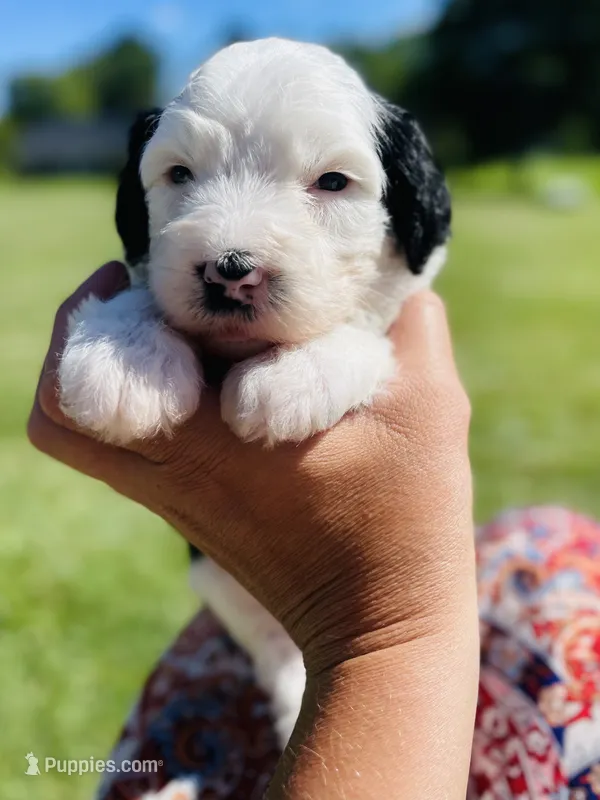 Minnie – Sheepadoodle puppy for sale in Sykesville, MD