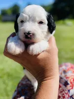 Minnie, a female Sheepadoodle for sale in Sykesville, MD – 1 of 4