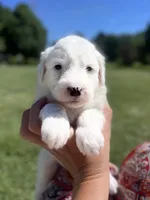 Angel , a female Sheepadoodle for sale in Sykesville, MD – 5 of 6