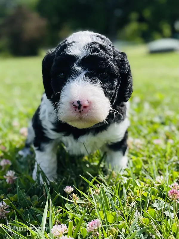 Oreo – Sheepadoodle puppy for sale in Sykesville, MD