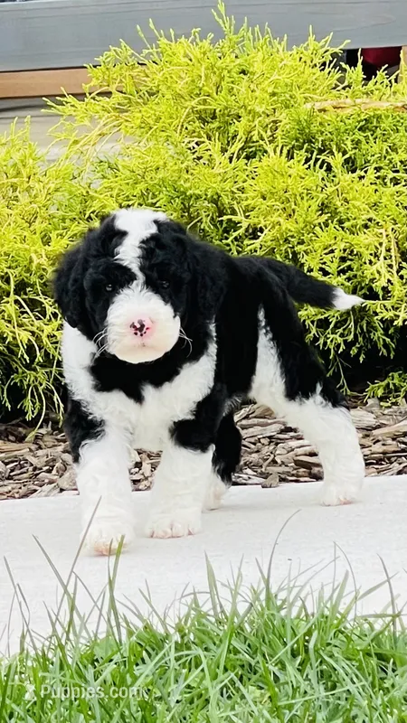 Oreo – Sheepadoodle puppy for sale in Sykesville, MD