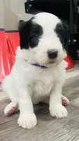 Cookie, a female Sheepadoodle for sale in Sykesville, MD – 2 of 6