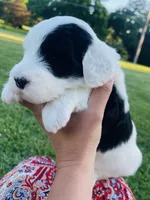Bandit , a male Sheepadoodle for sale in Sykesville, MD – 6 of 7