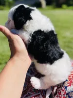 Minnie, a female Sheepadoodle for sale in Sykesville, MD – 2 of 4