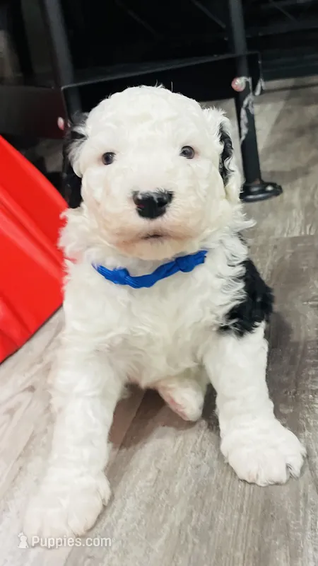 Shadow – Sheepadoodle puppy for sale in Sykesville, MD