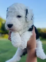 Shadow, a male Sheepadoodle for sale in Sykesville, MD – 3 of 4