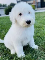 Angel , a female Sheepadoodle for sale in Sykesville, MD – 1 of 9
