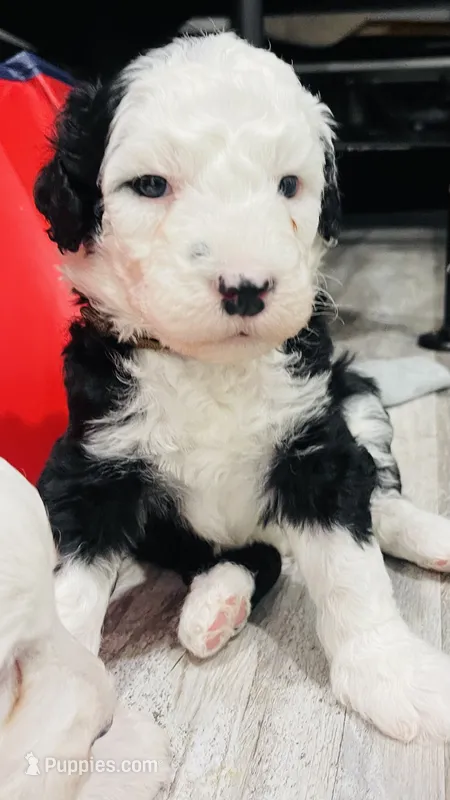 Billy  – Sheepadoodle puppy for sale in Sykesville, MD
