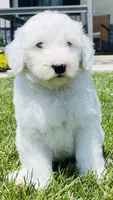 Angel , a female Sheepadoodle for sale in Sykesville, MD – 6 of 9