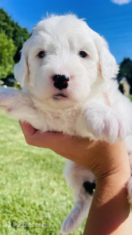 Lilly  – Sheepadoodle puppy for sale in Sykesville, MD