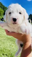 Lilly , a female Sheepadoodle for sale in Sykesville, MD – 1 of 5