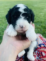 Oreo, a male Sheepadoodle for sale in Sykesville, MD – 3 of 5