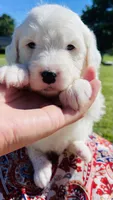 Lilly , a female Sheepadoodle for sale in Sykesville, MD – 3 of 5