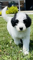 Cookie, a female Sheepadoodle for sale in Sykesville, MD – 2 of 10