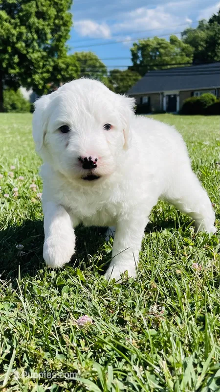 Angel  – Sheepadoodle puppy for sale in Sykesville, MD