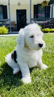 Lilly , a female Sheepadoodle for sale in Sykesville, MD – 7 of 9