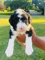 Oreo, a male Sheepadoodle for sale in Sykesville, MD – 1 of 5