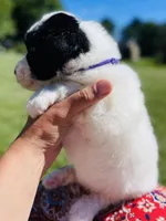 Cookie, a female Sheepadoodle for sale in Sykesville, MD – 3 of 6