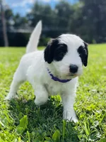 Cookie, a female Sheepadoodle for sale in Sykesville, MD – 7 of 10