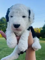 Shadow, a male Sheepadoodle for sale in Sykesville, MD – 4 of 4