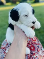 Bandit , a male Sheepadoodle for sale in Sykesville, MD – 7 of 7