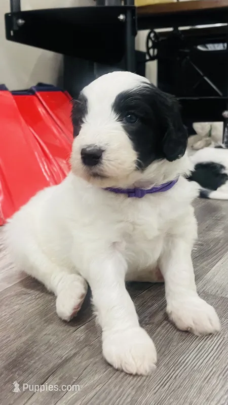 Cookie – Sheepadoodle puppy for sale in Sykesville, MD