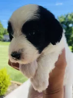 Cookie, a female Sheepadoodle for sale in Sykesville, MD – 5 of 6