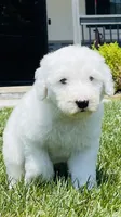 Angel , a female Sheepadoodle for sale in Sykesville, MD – 7 of 9